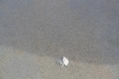 img_1090_33f8071cd8