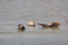 img_9256_23e06bfc71
