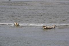 img_9264_5d69600246