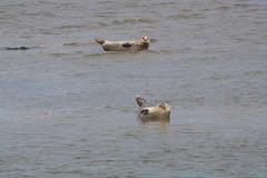 img_9266_2793e92c2d