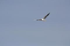 img_9335_a9e03630bb