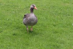 K1600_IMG_9927