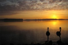IMG_3731-01