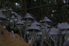 IMG_3753-01
