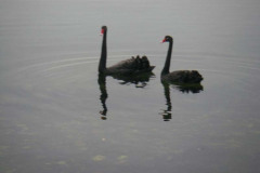 IMGP3090