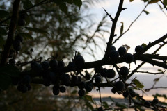 IMG_1654