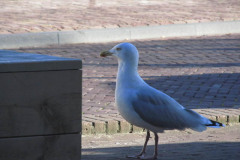 IMG_0518