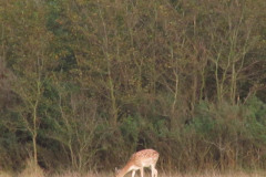 IMG_0544