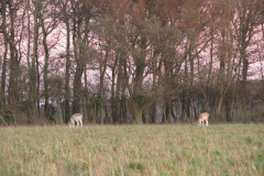 IMG_0569