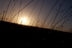 MG_9424