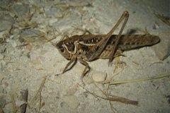 IMG_1708-01