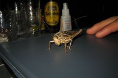 IMG_1712-01