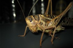 IMG_1713-01