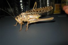 IMG_1715-01