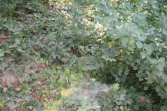 IMG_1939-01