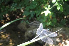 IMG_1950-01