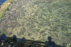 IMG_2011-01