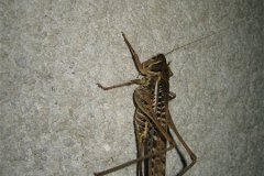 IMG_2138-01