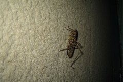 IMG_2139-01