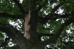 IMG_0052-01