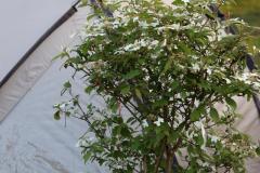 K1600_IMG_7567_1