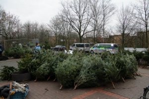 Weihnachtsbaumverkauf 2007